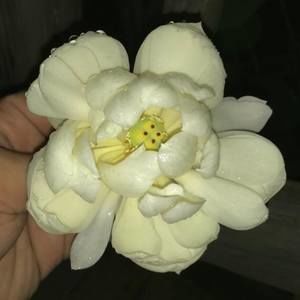 Meet your Posher, Kenneth